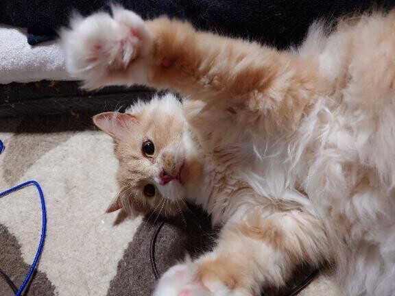 末っ子の遊びに火がついた……