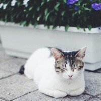 新菜【にいな】