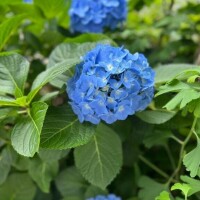 湊【みなと】