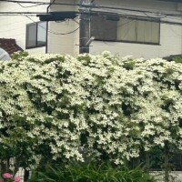 八木【やぎ】