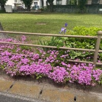 八木【やぎ】
