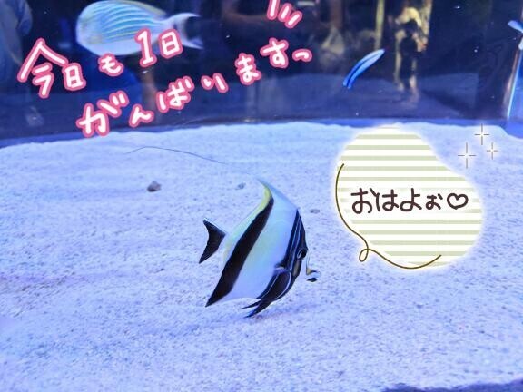 おはようございます
