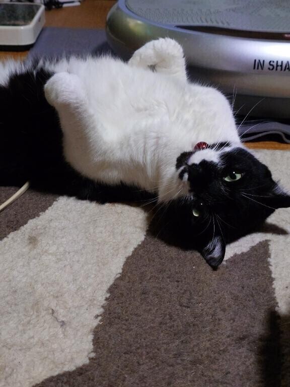 癒されるー
