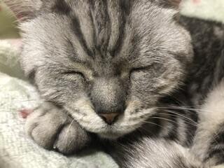 うちの子
