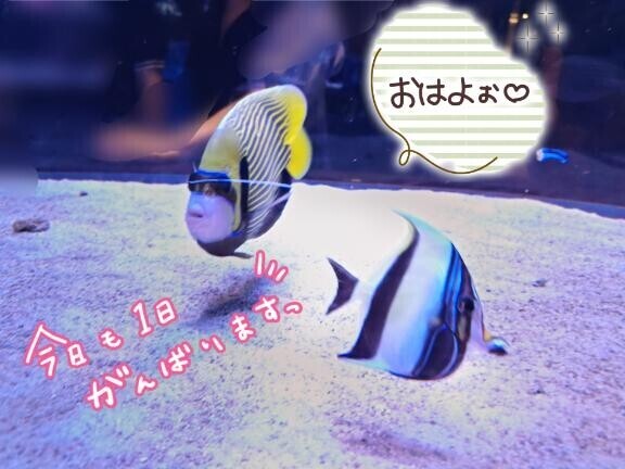 おっはー