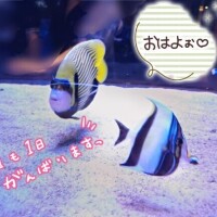 おっはー