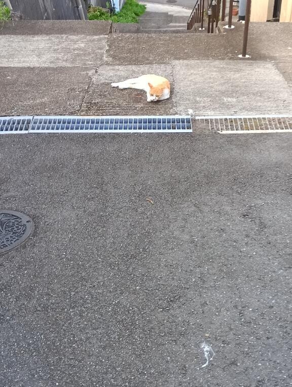 入籍しました