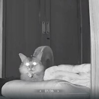 猫山【ねこやま】