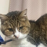 相川【あいかわ】