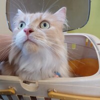 猫山【ねこやま】