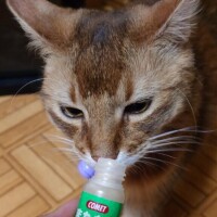 本日、お休みしました