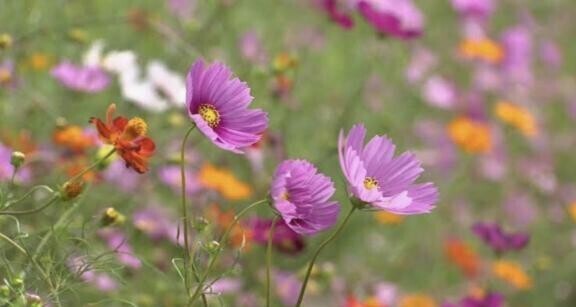 まだまだ暑いね…。