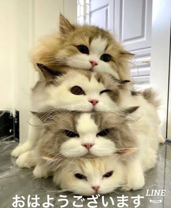 前原嘘つきになりました。