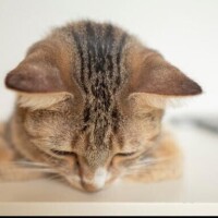 相川【あいかわ】