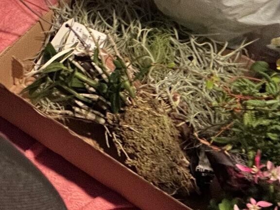 エアープランツも