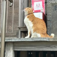 日向【ひなた】