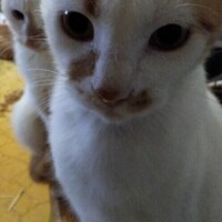 安藤【あんどう】