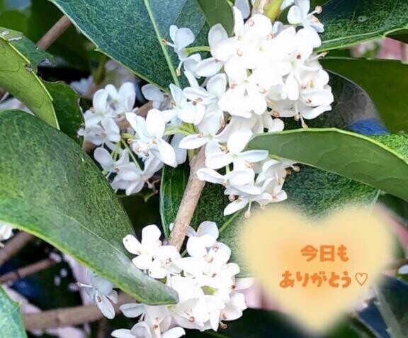 ❀❀❀受付終了❀❀❀