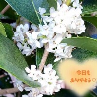 海音【あまね】