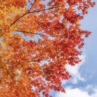 海音【あまね】