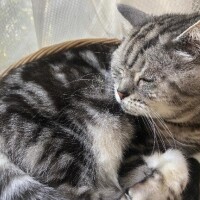 有栖【ありす】