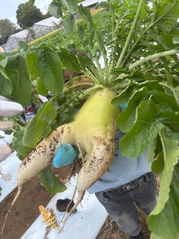 貴方の松茸ご馳走様でした