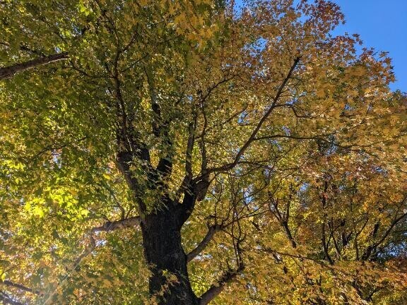 燃ゆる葉より、あなたが熱い