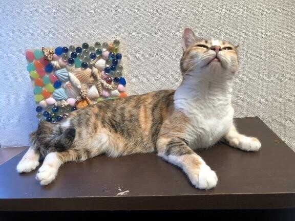 夜空綺麗だね(*^^*)