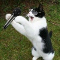 あぁ( ･ᯅ･  )