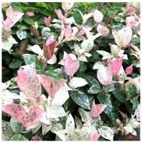 お花の好きな方、昨日はありがとうございました