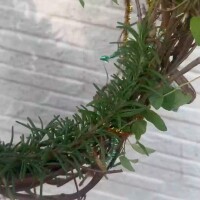 子供が昔作ったリースに