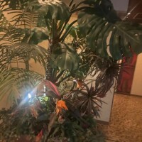 クリスマスの出さなきゃ