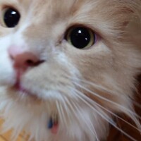 珍事件(´・ω・｀)