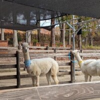 明日10時から出勤します