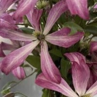 [お題]from:日曜デートやねんさん