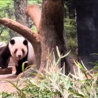 【熊猫】上野動物園【PANDA】