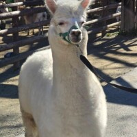 細菌の話。[お題]from:ちょっと無理かなさん