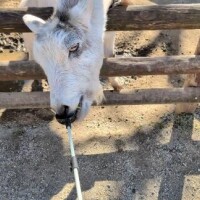 ここ数日のハマったこと。