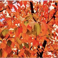 おはようございます