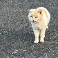 貴方に抱かれたいです