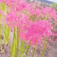 好きな花❁⃘*.ﾟ