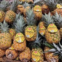 パイナップルの山〜