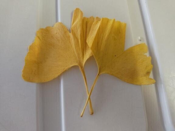 イチョウがキレイに紅葉して