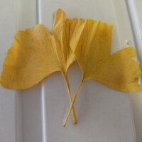 イチョウがキレイに紅葉して