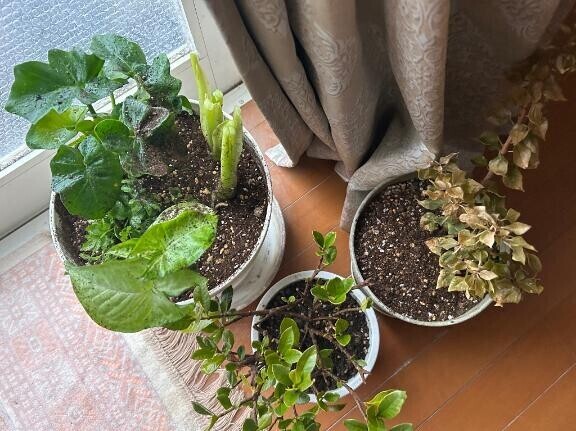 観葉植物と