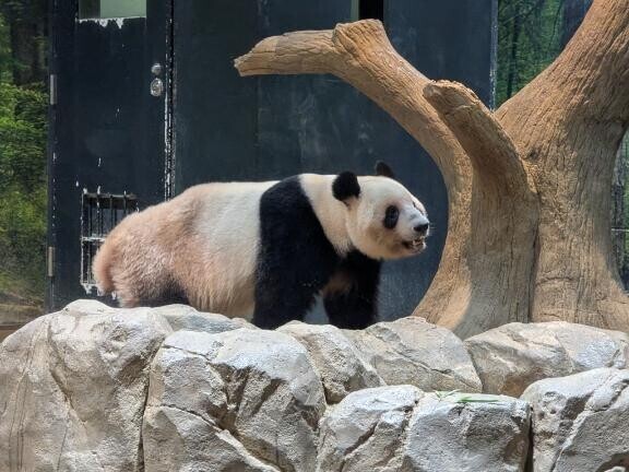 緋色さんわたしミニーマウス🩷