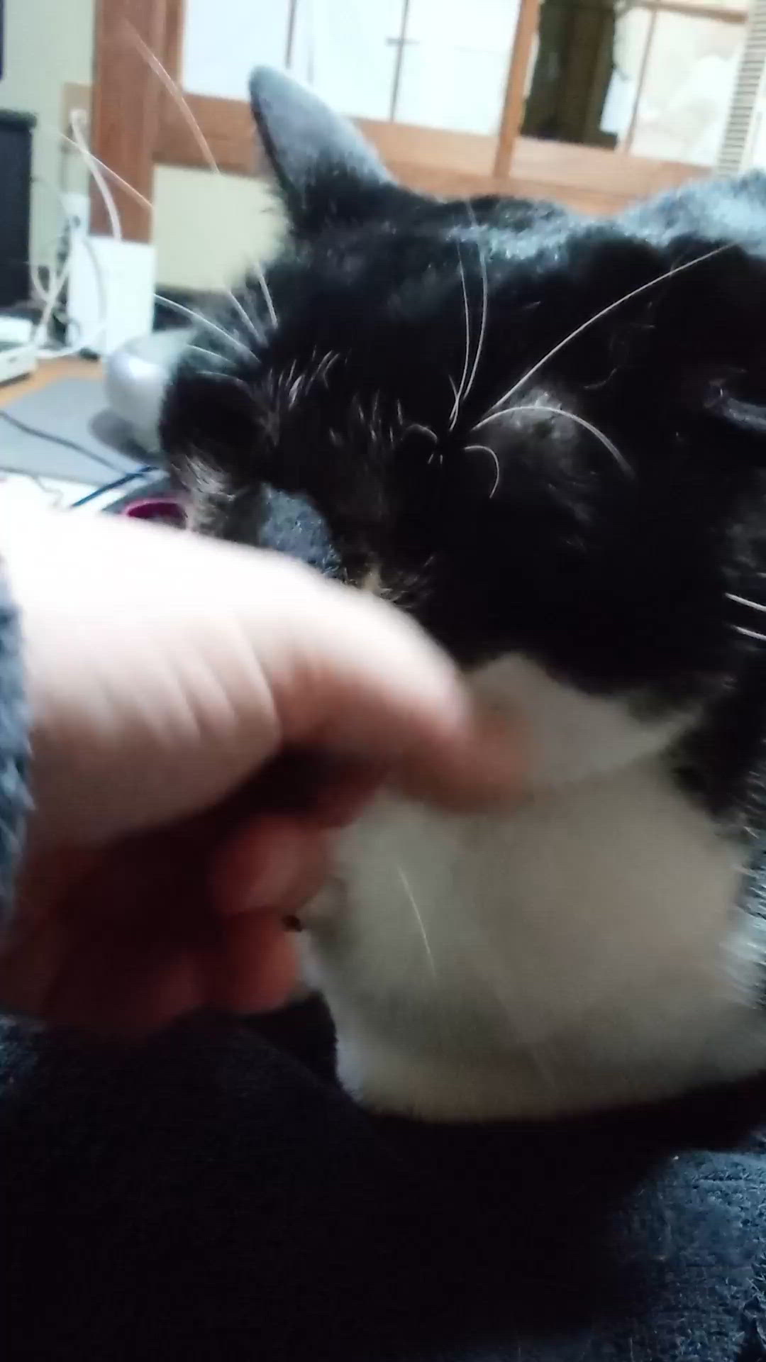 モフモフ(っ・ω・ｃ)