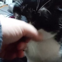 モフモフ(っ・ω・ｃ)