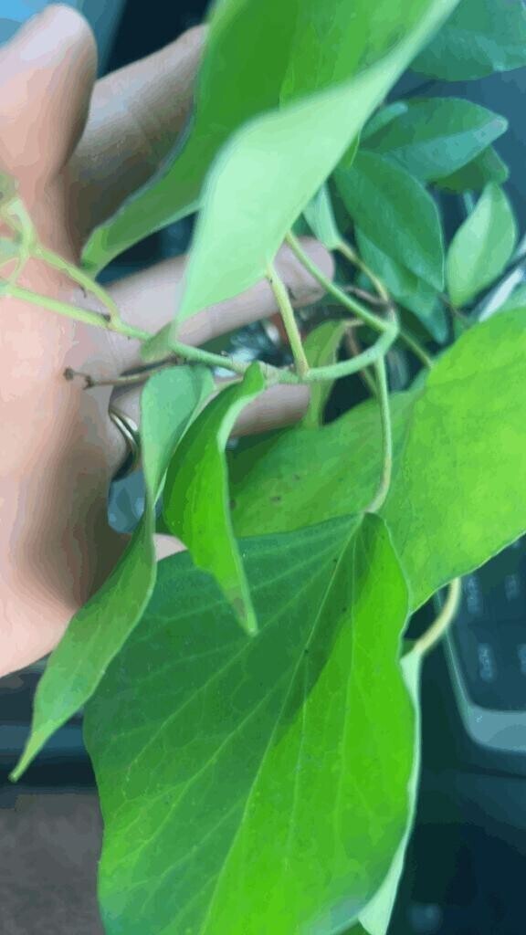 皆さん買い出しなど行ってるんでしょうか？