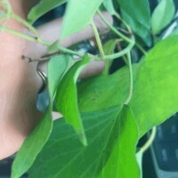 皆さん買い出しなど行ってるんでしょうか？